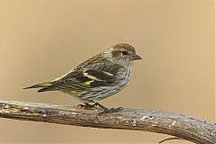 Pine Siskin